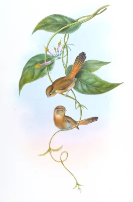 File:SuthoraFulvifronsGould.jpg