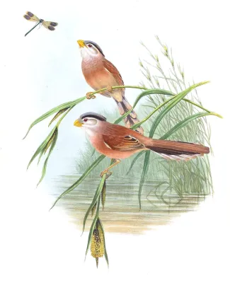 File:ParadoxornisHeudeiGould.jpg