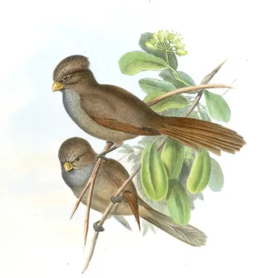 File:ParadoxornisUnicolorGould.jpg
