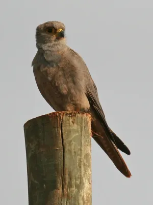 File:Falco ardosiaceus.jpg