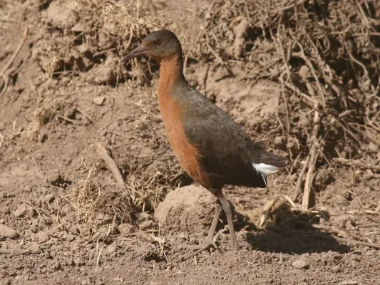 File:Rougetius rougetii.jpg