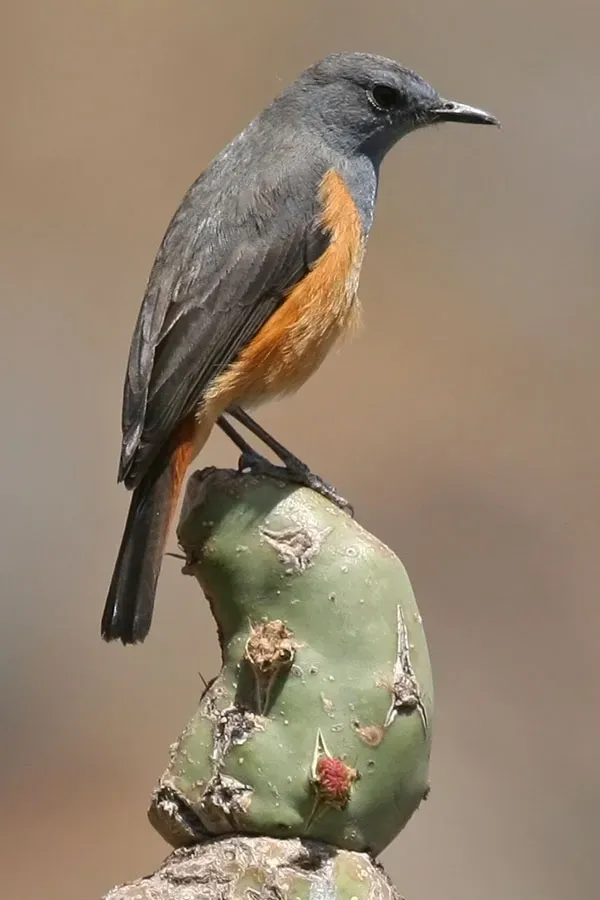 File:Monticola rufocinereus.jpg
