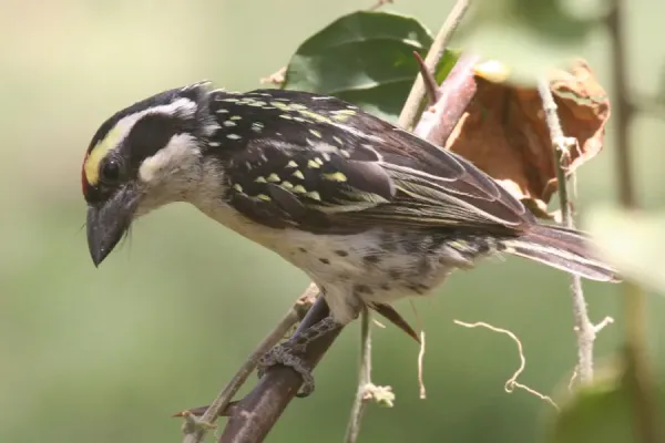 File:Tricholaema diademata.jpg