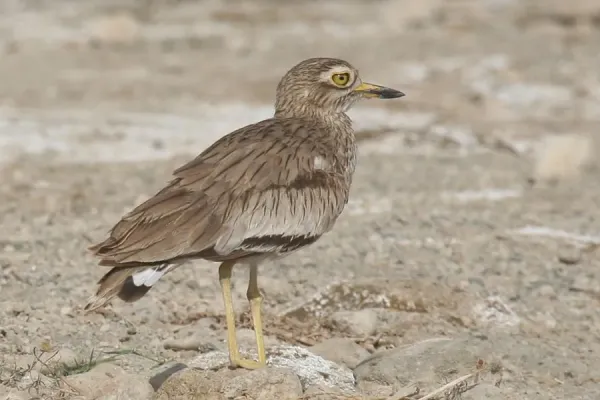 File:Burhinus senegalensis.jpg