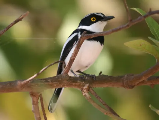 File:Batis orientalis.jpg
