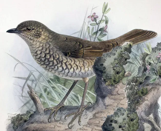 File:Myadestes myadestinus Keulemans.jpg