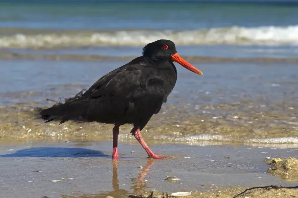 File:Haematopus unicolor LC0246.jpg