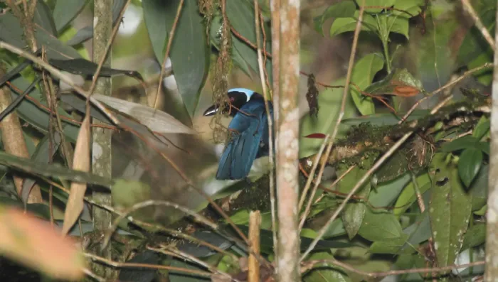 File:Cyanolyca cucullata foliage.jpg