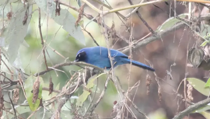 File:Black-throated Jay (Cyanolyca pumilo) 2.jpg