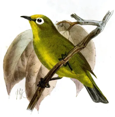 File:Zosterops kikuyuensis Keulemans.jpg