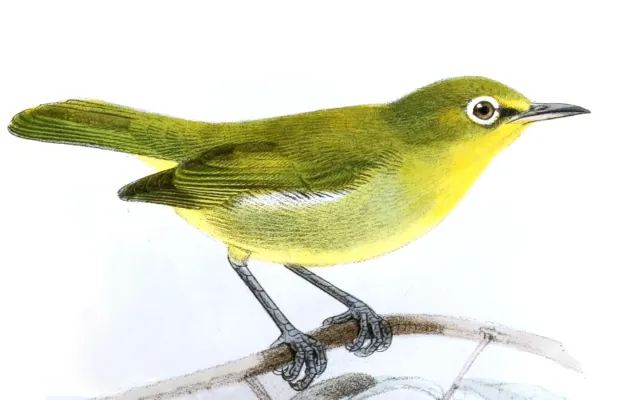 File:Zosterops minutus Keulemans.jpg