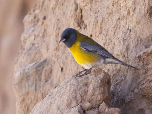 File:Phrygilus gayi, El Infiernillo, Tafí del Valle, Tucumán, Argentina.jpg