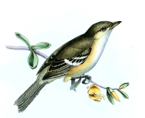 File:Vireo modestus Jennens.jpg