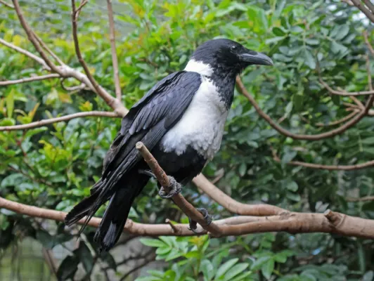 File:Pied Crow (Corvus albus) RWD2.jpg