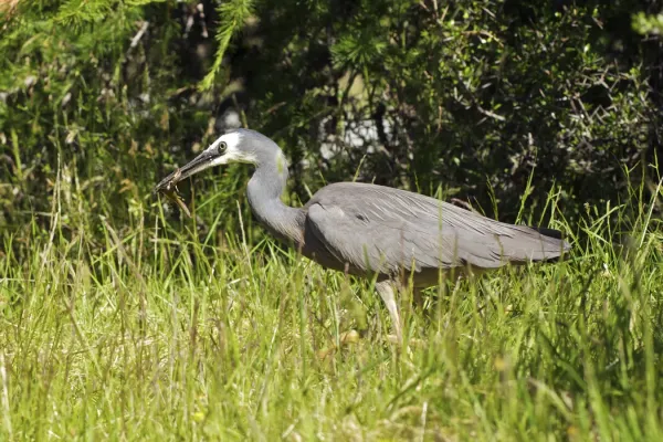 File:Egretta novaehollandiae LC0249.jpg
