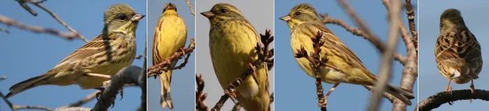File:Emberiza spodocephala personata Montages.jpg