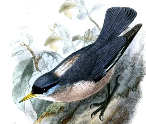 File:Sitta oenochlamys mesoleuca Keulemans.jpg