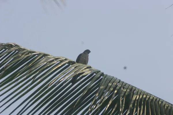 File:Aviceda cuculoides 1.jpg