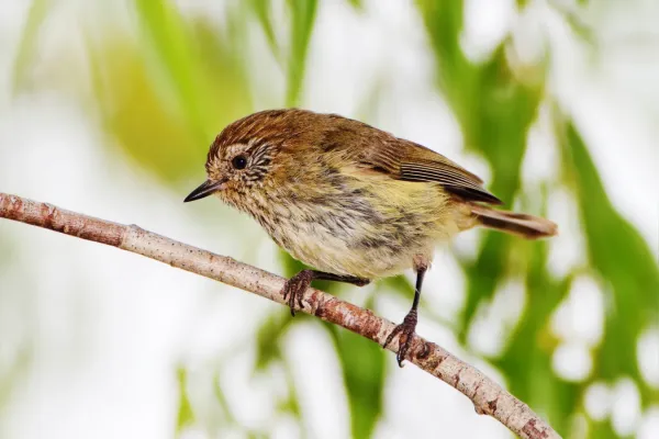 File:Acanthiza lineata - Captain's Flat.jpg