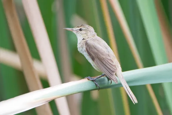 File:Acrocephalus australis - Jerrabomberra Wetlands.jpg