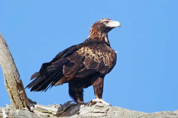 File:Aquila audax - Captain's Flat.jpg