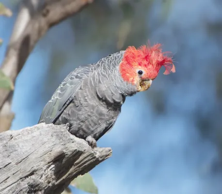 File:Callocephalon fimbriatum male - Callum Brae.jpg