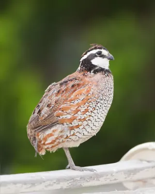 File:Colinus virginianus - Bird Walk.jpg