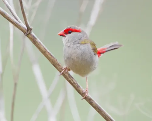 File:Neochmia temporalis - Jerrabomberra Wetlands.jpg
