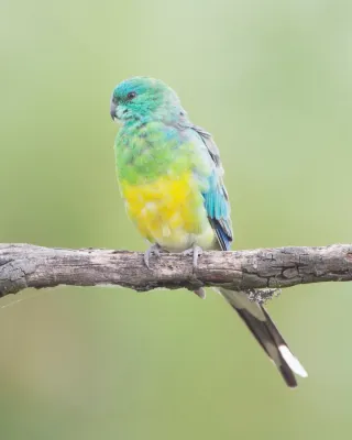 File:Psephotus haematonotus male - Jerrabomberra Wetlands.jpg
