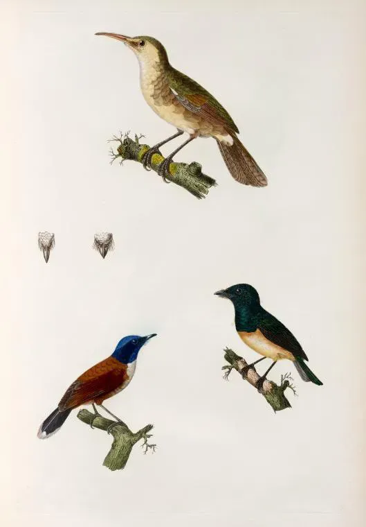 File:Acrocephalus luscinius.jpg