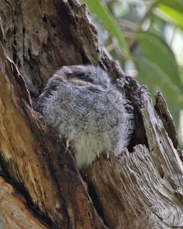 File:Australian Owlet-Nightjar (Aegotheles cristatus).jpg