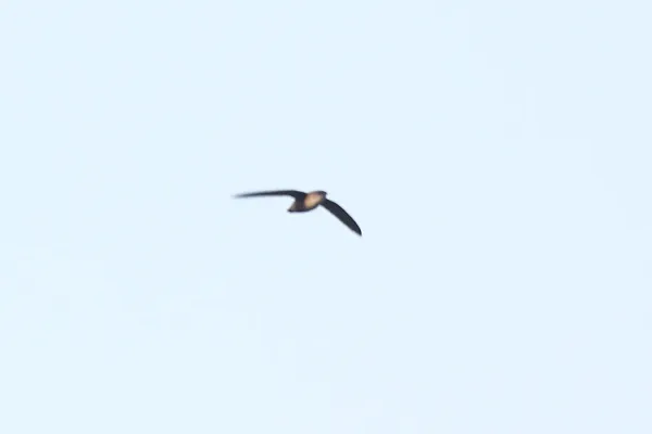 File:Vaux's Swift (Chaetura vauxi).jpg