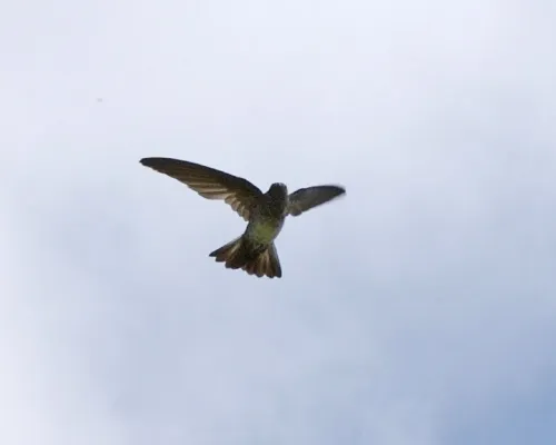 File:Cave Swiftlet (Collocalia linchi).jpg
