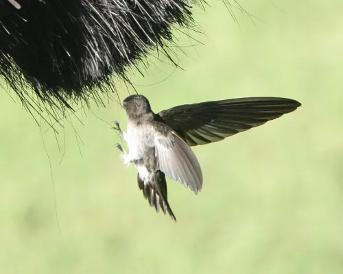 File:Glossy Swiftlet (Collocalia esculenta).jpg