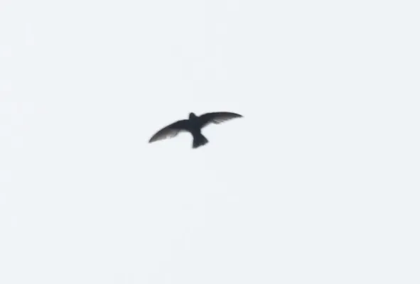 File:Black Swift (Cypseloides niger).jpg