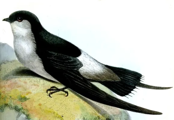 File:Chaetura cinereiventris cinereiventris.jpg