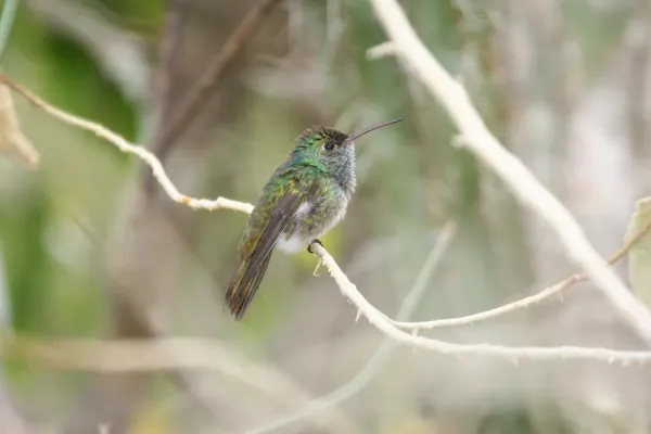 File:Honduran Emerald (Amazilia luciae).jpg