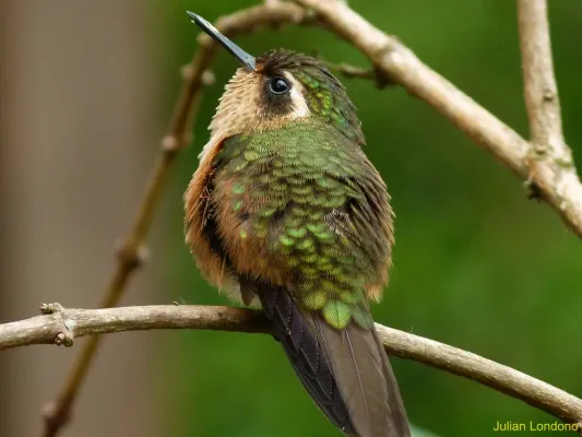 File:Speckled Hummingbird (Adelomyia melanogenys).jpg