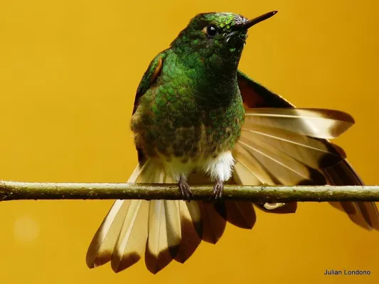 File:Buff-tailed Coronet (Boissonneaua flavescens) 4.jpg