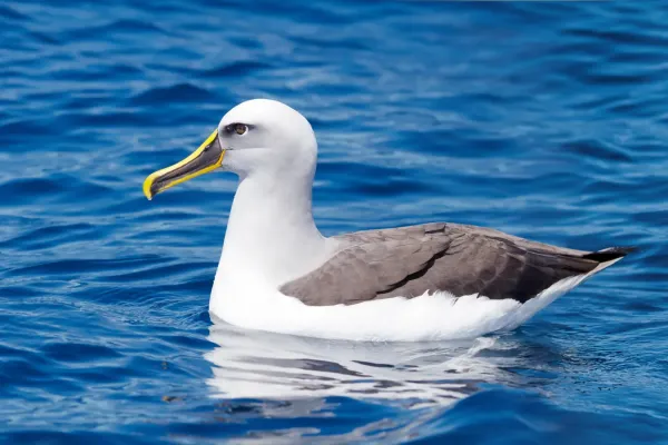File:Thalassarche bulleri - SE Tasmania.jpg
