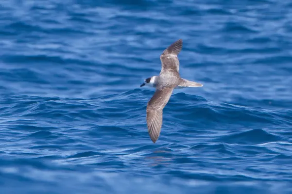 File:Pterodroma cervicalis 2 - SE Tasmania.jpg