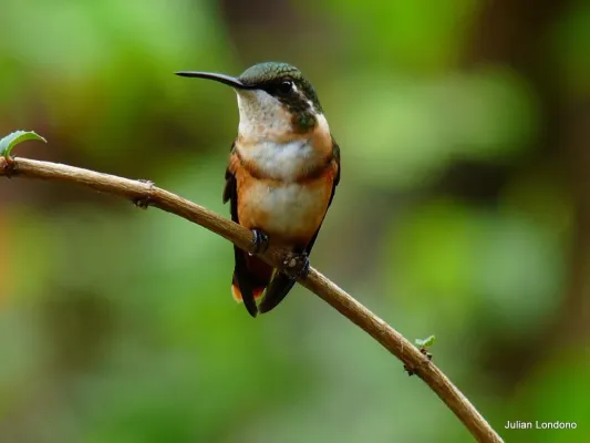File:White-bellied Woodstar (Chaetocercus mulsant).jpg