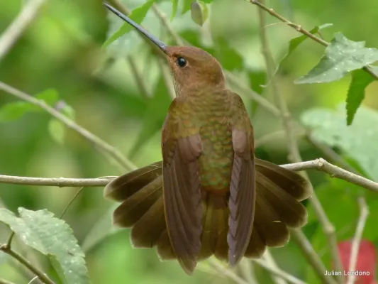 File:Bronzy Inca (Coeligena coeligena).jpg