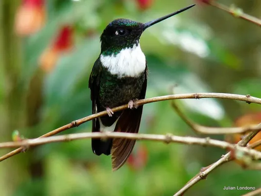 File:Collared Inca (Coeligena torquata).jpg