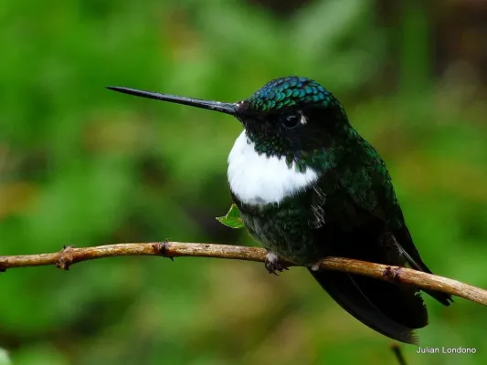 File:Collared Inca (Coeligena torquata) 4.jpg