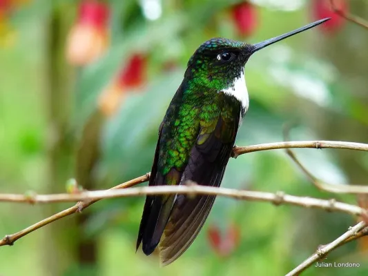 File:Collared Inca (Coeligena torquata) 5.jpg