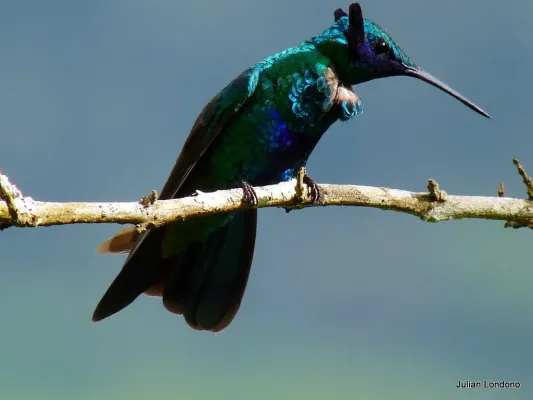 File:Sparkling Violetear (Colibri coruscans) 9.jpg