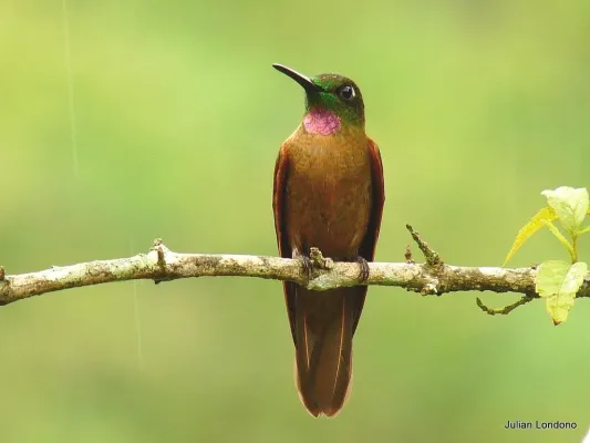 File:Fawn-breasted Brilliant (Heliodoxa rubinoides).jpg