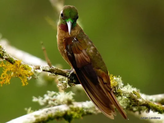 File:Fawn-breasted Brilliant (Heliodoxa rubinoides) 1.jpg