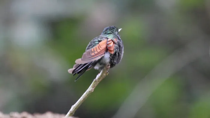 File:Lamprolaima rhami (Guatemala).jpg
